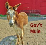 Gov't mule