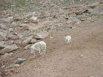 Wild mountain goats from Mt. Evans, Colorado