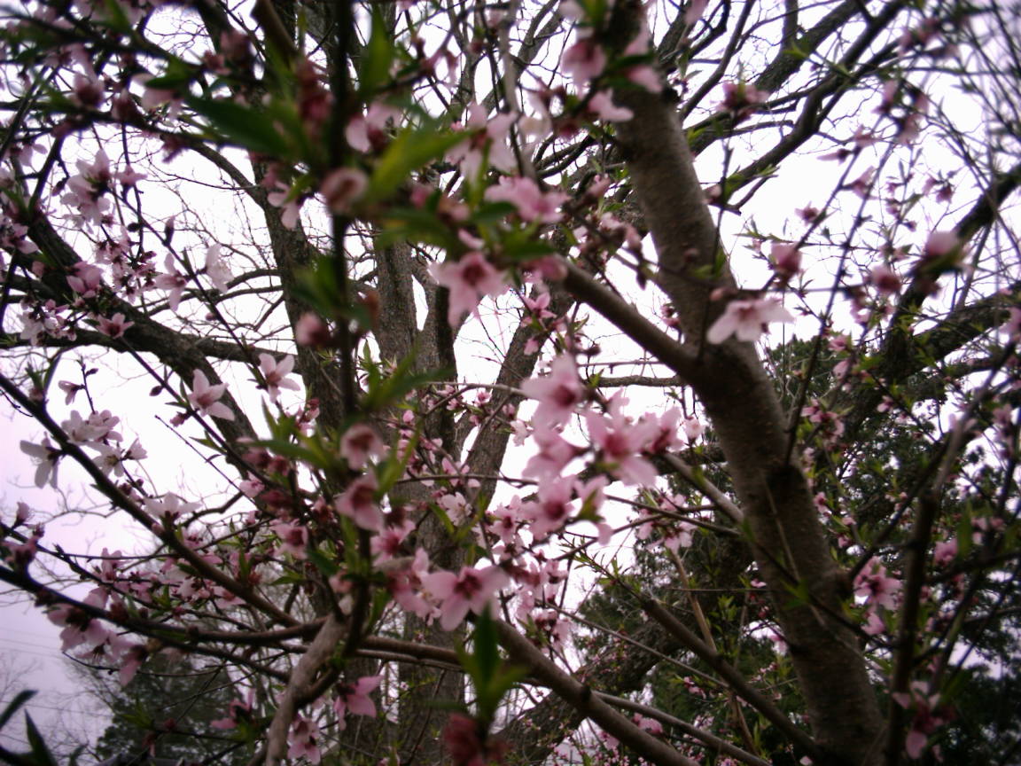 The peach trees in my backyard 3-22-05.