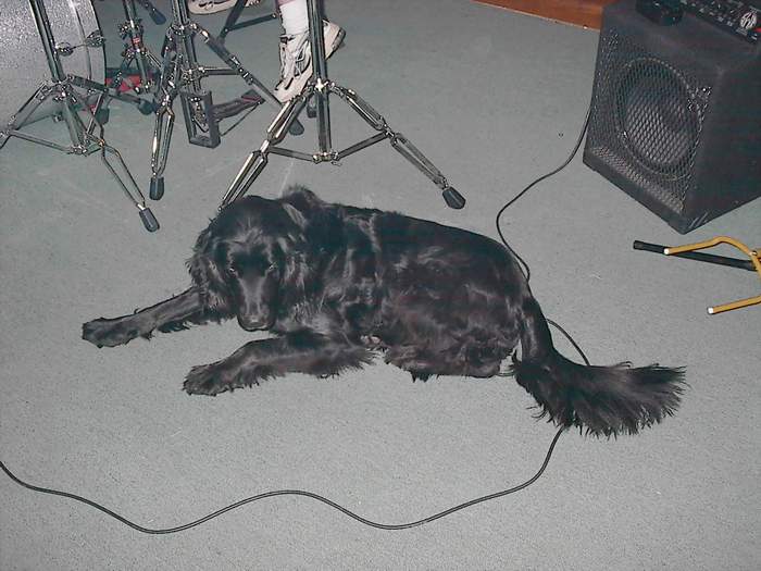 Dodger...The ultimate Band dog. He will sit on your pedalboard and go to sleep while you are playing.  He was probably a roadie in another life.  The Big Dave, Walt, Scott Bluedad Jam