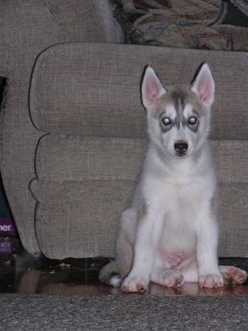 this one is for Bird..Jr's new Huskey puppy Nitro xoxox Ca