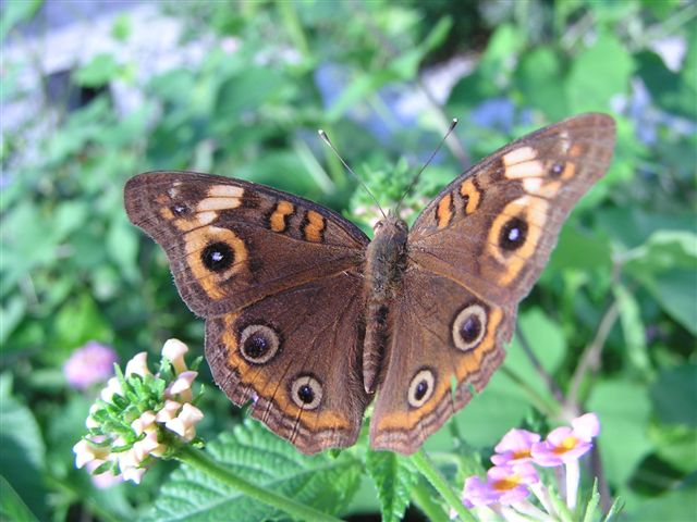 Mangrove Buckeye Butterfly/Lantana...