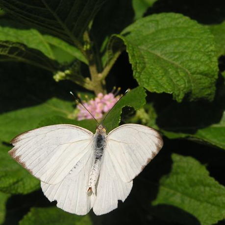 Great Southern White Butterfly /Beautybush