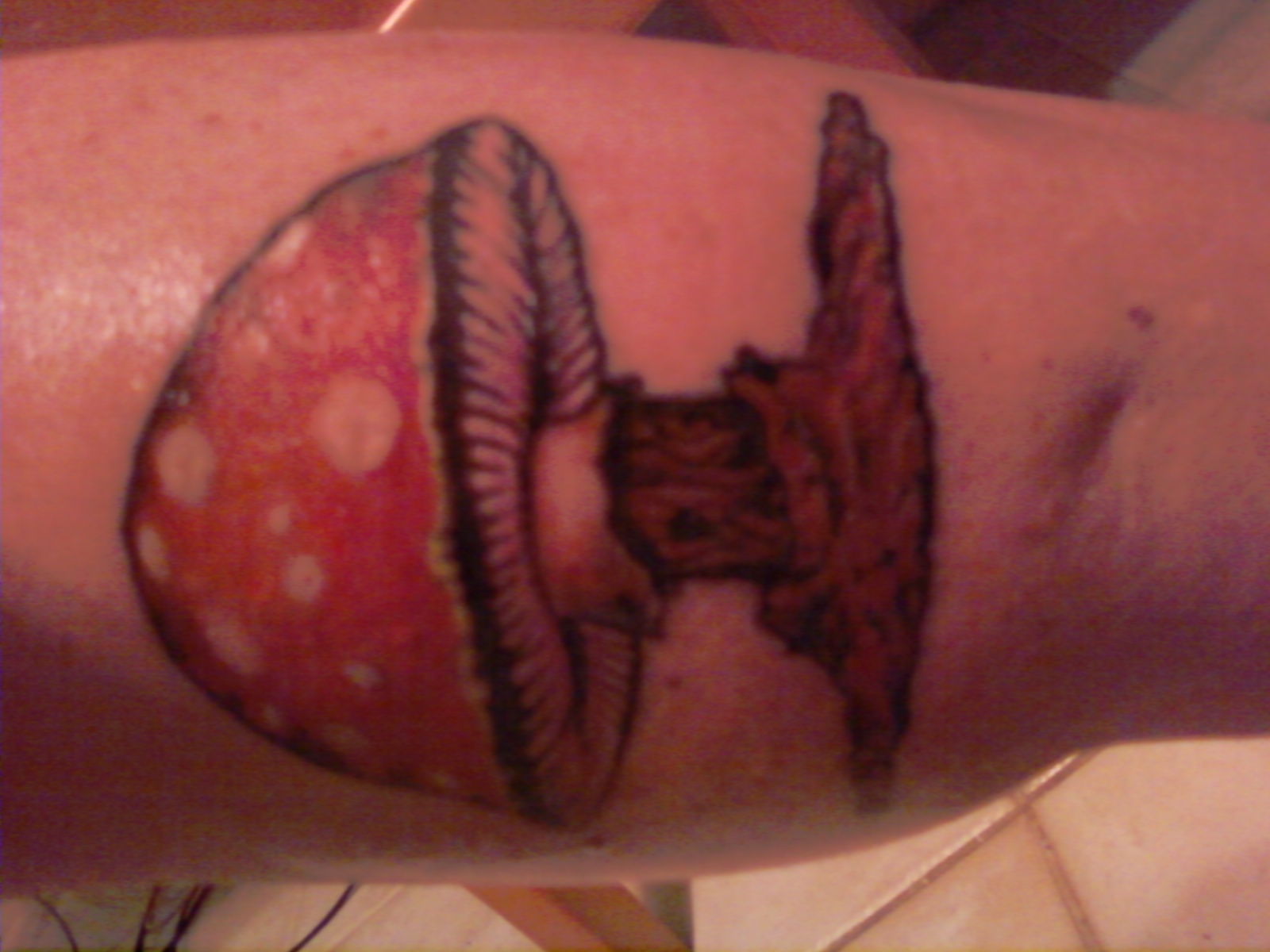My new mushroom, in time for Wanee '09
